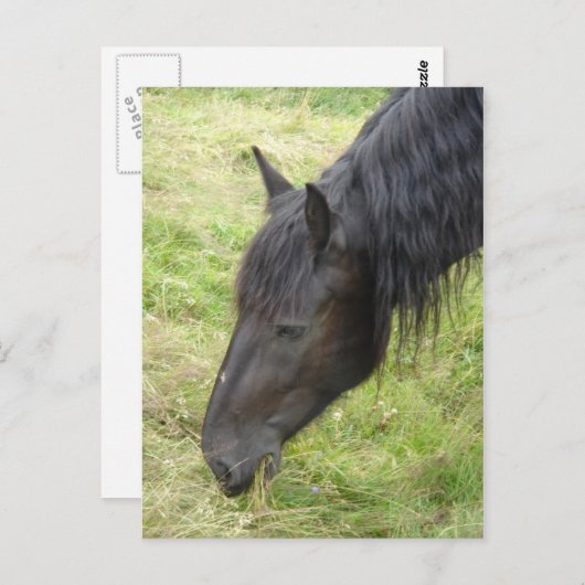 Briefkaart van paarden (Voorkant / Achterkant)