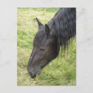 Briefkaart van paarden