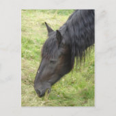 Briefkaart van paarden (Voorkant)