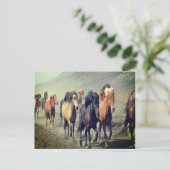 Briefkaart van paarden (Staand voorkant)