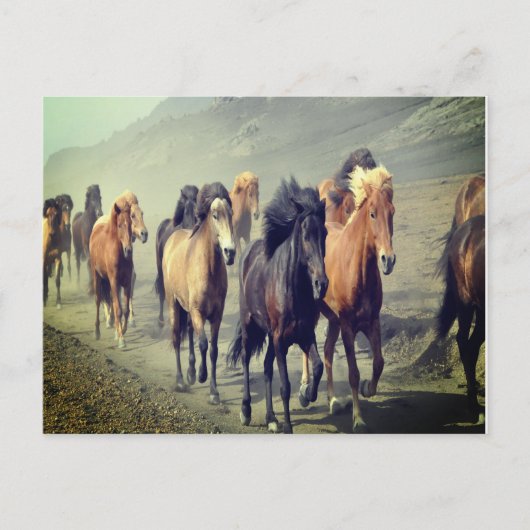 Briefkaart van paarden (Voorkant)