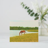 Briefkaart van  paarden (Staand voorkant)