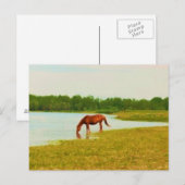 Briefkaart van  paarden (Voorkant / Achterkant)