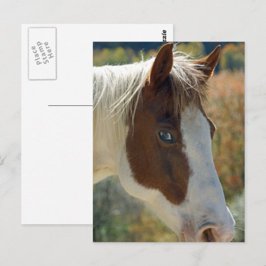 Briefkaart van paarden (Voorkant / Achterkant)