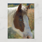 Briefkaart van paarden (Voorkant)