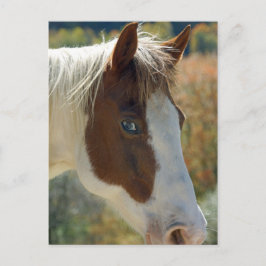 Briefkaart van paarden