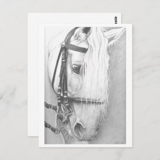 Briefkaart van paarden (Voorkant / Achterkant)