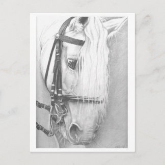 Briefkaart van paarden