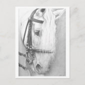 Briefkaart van paarden (Voorkant)