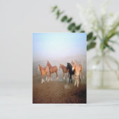 Briefkaart van paarden (Staand voorkant)