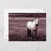 Briefkaart van paarden (Voorkant / Achterkant)