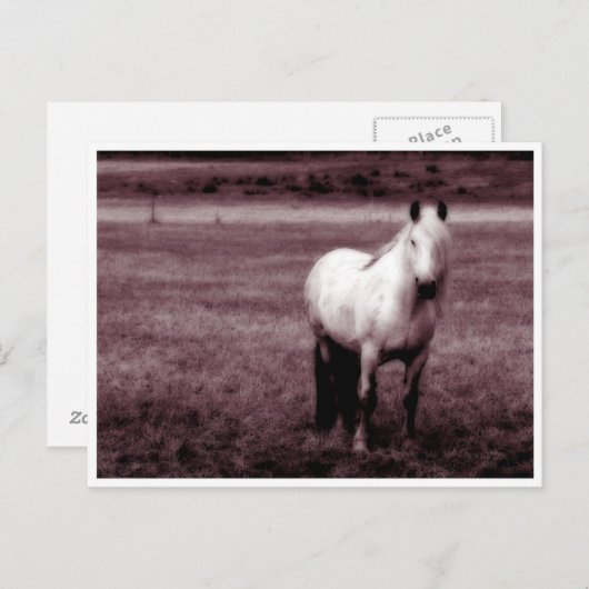 Briefkaart van paarden (Voorkant / Achterkant)