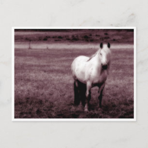 Briefkaart van paarden
