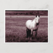 Briefkaart van paarden (Voorkant)