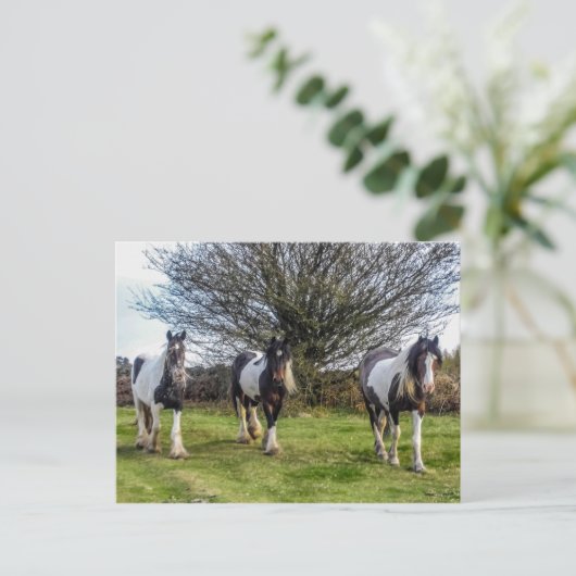 Briefkaart van paarden (Staand voorkant)