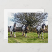 Briefkaart van paarden (Voorkant / Achterkant)