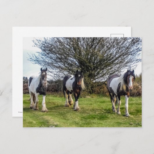 Briefkaart van paarden (Voorkant / Achterkant)