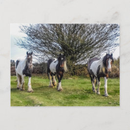 Briefkaart van paarden