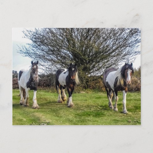 Briefkaart van paarden (Voorkant)