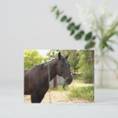 Briefkaart van paarden (Staand voorkant)