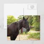 Briefkaart van paarden (Voorkant / Achterkant)