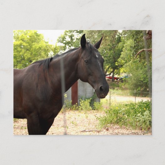Briefkaart van paarden (Voorkant)