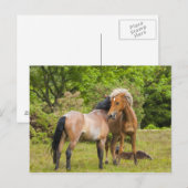 Briefkaart van paarden (Voorkant / Achterkant)