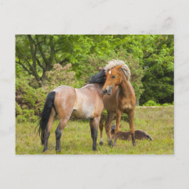 Briefkaart van paarden