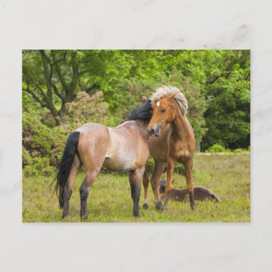 Briefkaart van paarden (Voorkant)