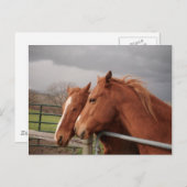 Briefkaart van paarden (Voorkant / Achterkant)