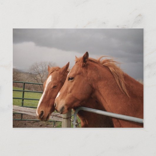 Briefkaart van paarden (Voorkant)