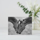 Briefkaart van paarden (Staand voorkant)