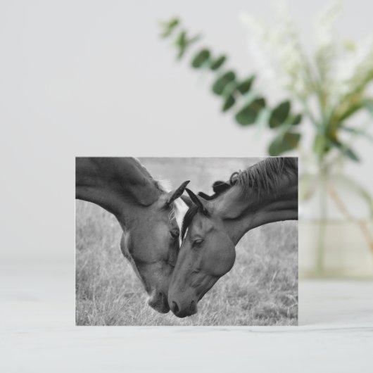 Briefkaart van paarden (Staand voorkant)