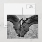 Briefkaart van paarden (Voorkant / Achterkant)