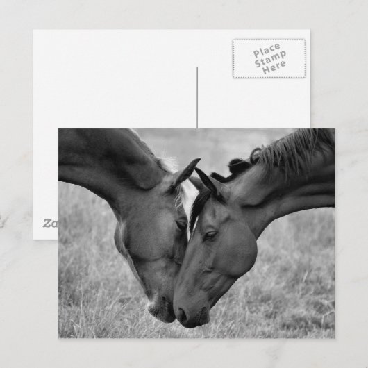 Briefkaart van paarden (Voorkant / Achterkant)
