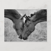 Briefkaart van paarden (Voorkant)