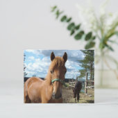 Briefkaart van paarden (Staand voorkant)