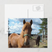 Briefkaart van paarden (Voorkant / Achterkant)