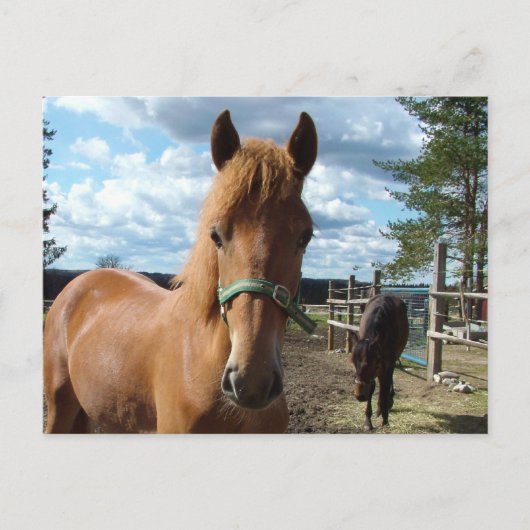 Briefkaart van paarden (Voorkant)