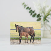 Briefkaart van paarden (Staand voorkant)