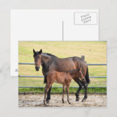 Briefkaart van paarden (Voorkant / Achterkant)