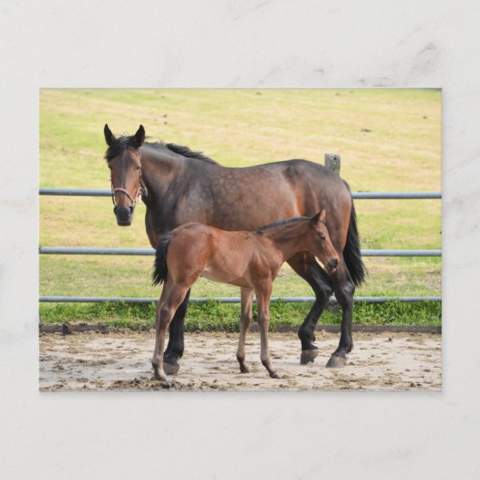 Briefkaart van paarden (Voorkant)