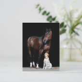 Briefkaart van paarden (Staand voorkant)