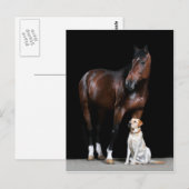 Briefkaart van paarden (Voorkant / Achterkant)