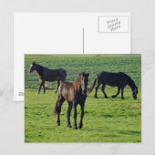Briefkaart van paarden (Voorkant / Achterkant)