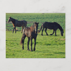 Briefkaart van paarden