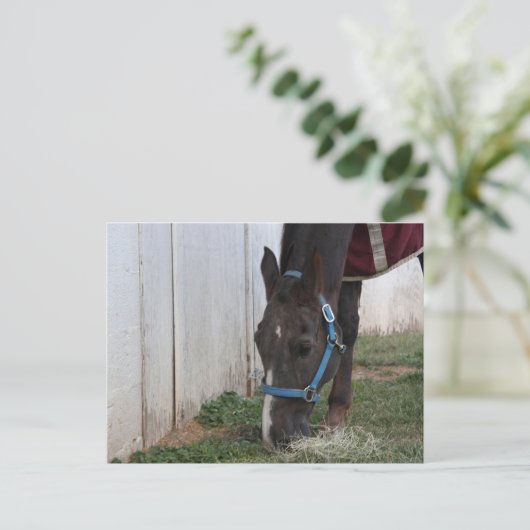 Briefkaart van paarden (Staand voorkant)