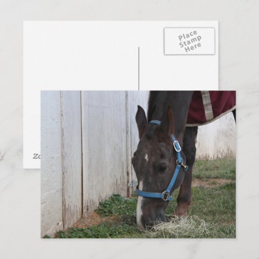 Briefkaart van paarden (Voorkant / Achterkant)