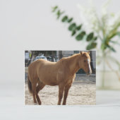 Briefkaart van paarden (Staand voorkant)