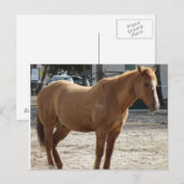 Briefkaart van paarden (Voorkant / Achterkant)